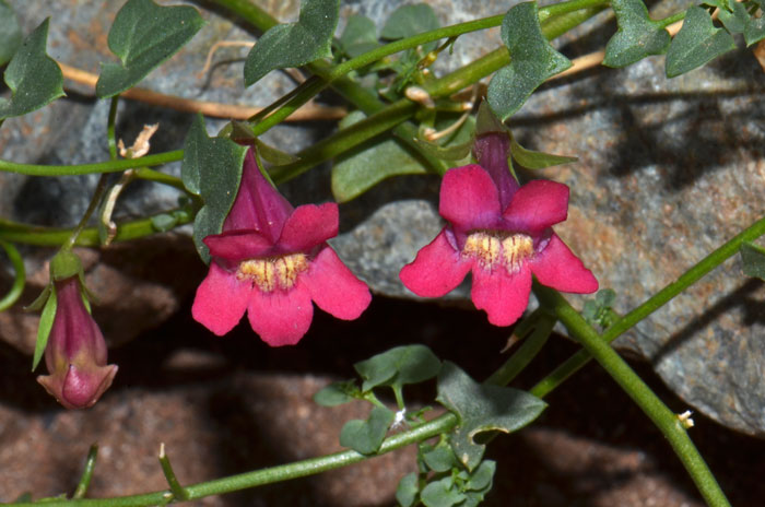 Climbing Snapdragon has showy flowers ranging from reddish, violet, rose-red and rose-purple. The inflorescence is a rather long pedicel from the leaf axils. Maurandella antirrhiniflora 